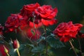 Lush bush of red roses in the garden on a nature background. Royalty Free Stock Photo