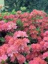 Lush bush of spring blooming orange rhododendrons on a blurry background