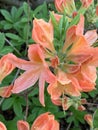 Lush bush of spring blooming orange rhododendrons on a blurry background