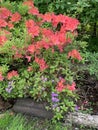 Lush bush of spring blooming orange rhododendrons on a blurry background