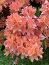 Lush bush of spring blooming orange rhododendrons on a blurry background