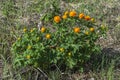 Lush Bush trolius asiaticus, the light