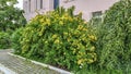 Lush bush of yellow roses