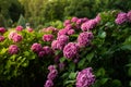 Lush bushes of blooming pink hydrangea