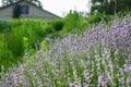 House near lavender flowers. Alley of purple lavender flowers on a background of an old summer Royalty Free Stock Photo