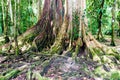 Lush Caribbean rainforest