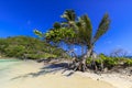 Lush Caribbean tropical plants on white sand beach spit with windward and sheltered sides of island at Saltwhistle Bay Mayreau