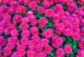 A lush carpet of vibrant pink chrysanthemums, a natural pattern of floral beauty and color. Royalty Free Stock Photo