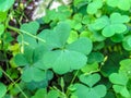 Lush Carpet of Wild Clover with Blooms