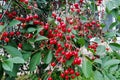 Lush cherry branches with red berries and green leaves Royalty Free Stock Photo