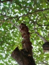 lush cherry trees, take shelter in the cherry trees