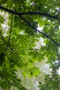Lush chestnut green foliage