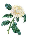 Flower of white chrysanthemums. Watercolor.