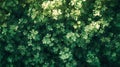 Lush Clover Canopy in Gentle Sunlight. Clover leaves form a lush canopy under soft, dappled sunlight