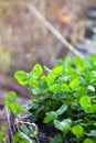 Lush clover in the park