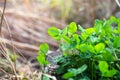 Lush clover in the park