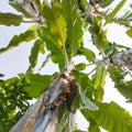 a lush collection of banana trees against a clear sky as a background Royalty Free Stock Photo