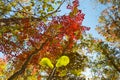 Lush colorful Autumn foliage