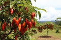 Lush and colorful chili pepper harvest thriving on a modern and technologically advanced plantation