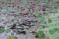 A lush congregation of lotus plants blankets the lake surface, featuring scattered lotus flowers