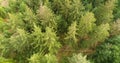 Lush Coniferous Forest, Top Down - Drents Friese Wold, The Netherlands, 4K Drone Footage