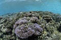 Lush Corals Thriving in Tropical Waters of Okinawa Royalty Free Stock Photo