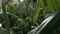 Lush corn tree plants with corn ready to be harvested Royalty Free Stock Photo