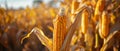 Lush Cornfield Showcasing Abundant Crop Yield With Ripe Golden Cobs