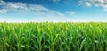 The lush cornfield thriving under a clear blue sky on a sunny day AI generated image Royalty Free Stock Photo