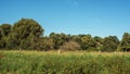 Lush countryside with trees, vegetation and fence under a blue sky.