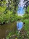Lush Creek running through summer forest Royalty Free Stock Photo