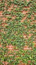 Lush creeping fig vines on rustic brick wall Royalty Free Stock Photo