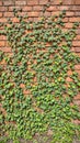 Lush creeping fig vines on rustic brick wall Royalty Free Stock Photo