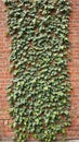 Lush creeping fig vines on rustic brick wall Royalty Free Stock Photo
