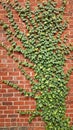 Lush creeping fig vines on rustic brick wall Royalty Free Stock Photo