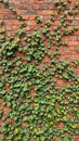 Lush creeping fig vines on rustic brick wall Royalty Free Stock Photo