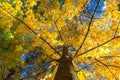 Lush crown of yellow canadian maple on a blue sky background