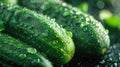 Lush cucumbers with fresh water droplets in close-up. Royalty Free Stock Photo