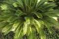 Lush cycas revoluta. fake small palm tree Royalty Free Stock Photo