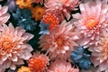 Dahlia flowers, showcasing a spectrum from pale blush to deep coral, forms a seamless pattern ideal for design. Generative AI.