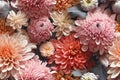 Lush dahlia flowers, showcasing a spectrum from pale blush to deep coral, forms a seamless pattern. Generative Ai.