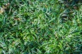 Close-up of dark green lush spider grass for full screen background.