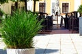 Lush decorative long green pointy leaves of reed like plant in stone planter with patio and terrace background