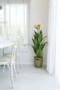 A lush decorative pot plant standing at living room Royalty Free Stock Photo