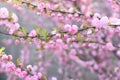 Lush delicate blooming of the pink twigs of the decorative almond. Louiseania triloba. Amygdalus triloba. Artistic tender photo.