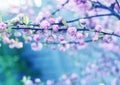 Lush delicate blooming of the pink twigs of the decorative almond. Louiseania triloba. Amygdalus triloba. Artistic tender photo.