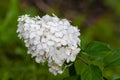 Lush delightful huge inflorescence of white hydrangea Annabelle in the garden close-up. white green