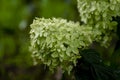 Lush delightful huge inflorescence of white hydrangea Annabelle in the garden close-up. white green