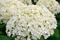 Lush delightful inflorescence of white hydrangea in the garden.