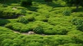 Lush And Detailed Zoysia Grass Texture For Unreal Engine 5 Landscape Design